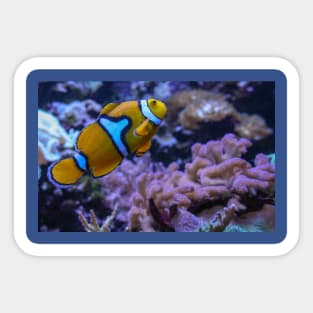 Clownfish Sticker